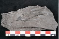 Foto (Detailansicht) von Calamites communis Ettingshausen (NHMW-GEO-2024-0188-10980)